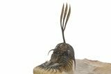 Trident Walliserops Trilobite - Exceptional Preparation #320855-2